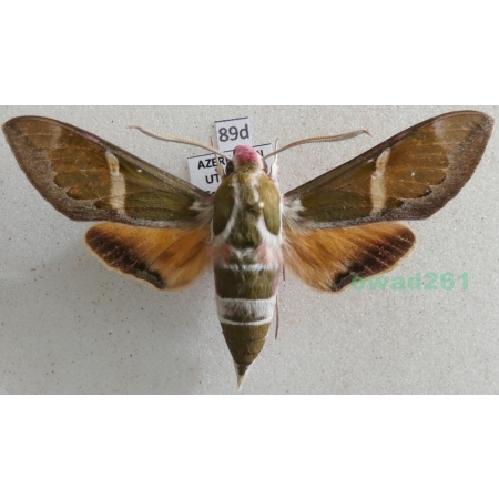 Rethera komarovi (Christoph, 1885) male Azerbaijan 63mm89d